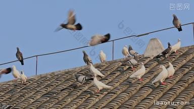 屋顶上的鸽群